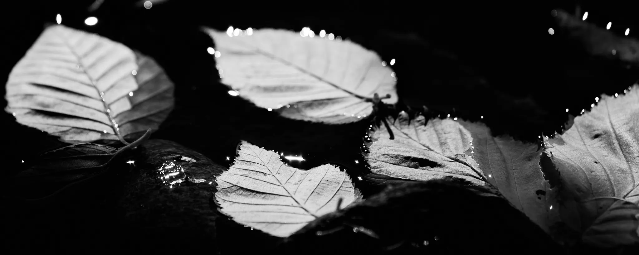 Leaves on water